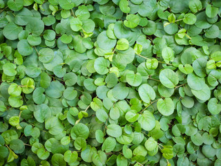 Nature green leaves background