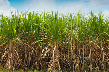 Naklejka premium Sugarcane field in blue sky and white cloud in farm