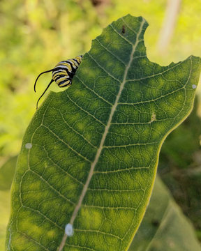 Monarch Caterpillar Munching on Milkweed Leaf
