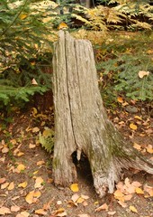 Old grey hollow tree stump