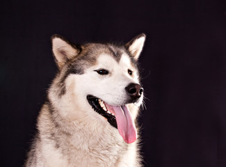portrait of a dog breed Alaskan Malamute on a black background
