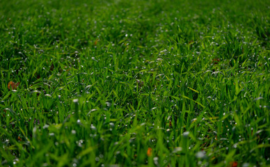 Fototapeta premium Green grass with water drops. Focus in midle of the frame