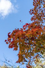 autumn in japan kita-karuizawa