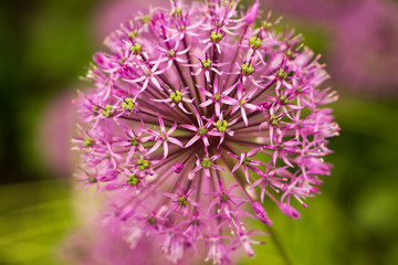 purple flower in the garden