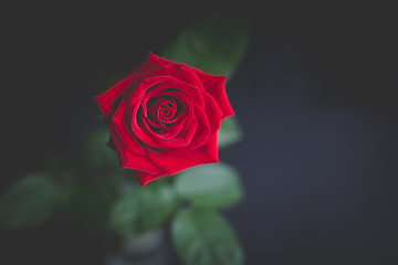 one red rose on black background