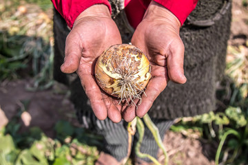Fresh onions in hands