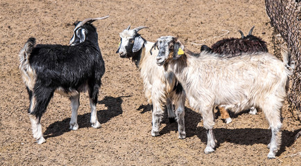 Fototapeta premium Goats on the farm