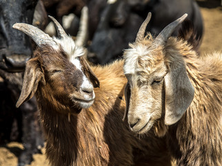 Two young goats close-up