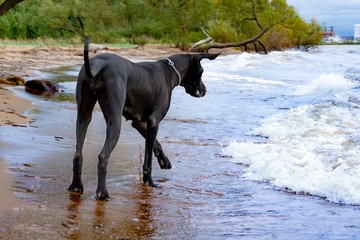 A young, energetic German Great Dane walks on the beach after a storm. The obedient pet executes...
