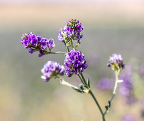 Obraz premium The flowers of the alfalfa plant