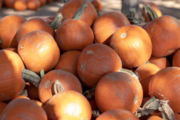 pumpkin patch in fall