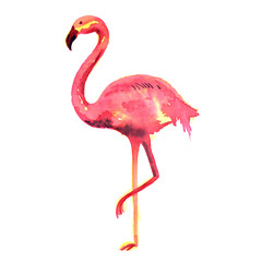 Watercolor hand painted flamingo Exotic pink bird
