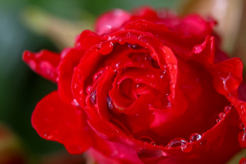 Red rose closeup