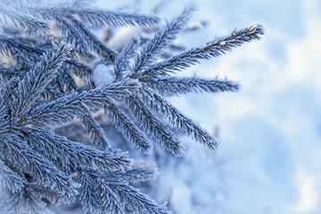 Winter background with frosty blue fir branches, copy space on left. Beauty in nature