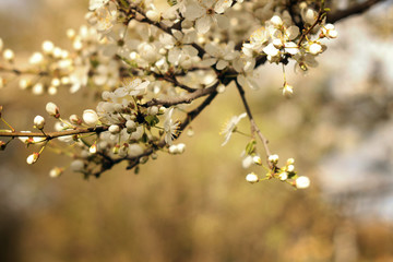 blossomed plum brunch