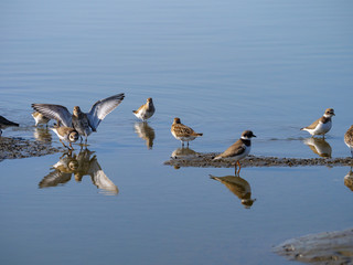 Dunlin (Calidris alpina)