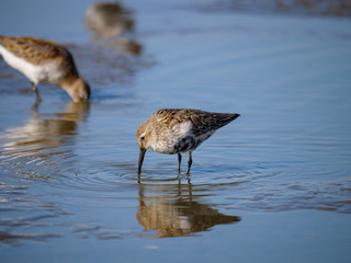 Dunlin (Calidris alpina)