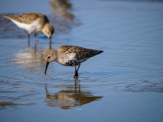 Dunlin (Calidris alpina)