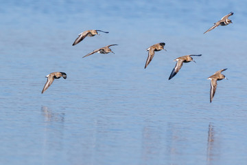 Dunlin (Calidris alpina)