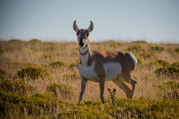 Juvenile Pronghorn Antelope
