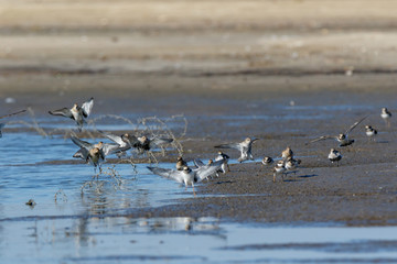 Fototapeta na wymiar Dunlin (Calidris alpina)