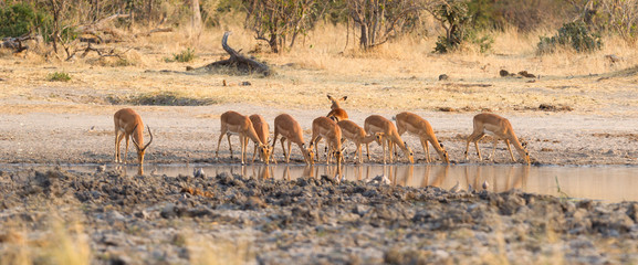 Common Impala (Aepyceros melampus)