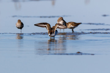 Dunlin (Calidris alpina)