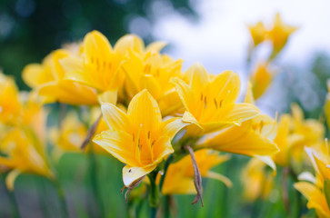 Summer in the village