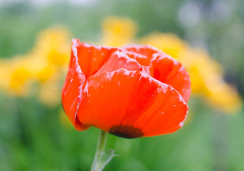 Summer in the village