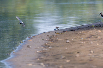 Dunlin (Calidris alpina)