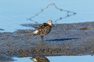 Dunlin (Calidris alpina)