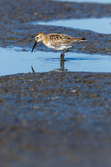 Dunlin (Calidris alpina)