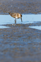 Dunlin (Calidris alpina)