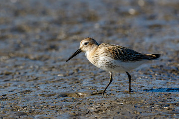 Dunlin (Calidris alpina)