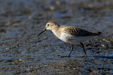 Dunlin (Calidris alpina)