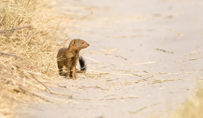 Yellow Mongoose in the Kalahari