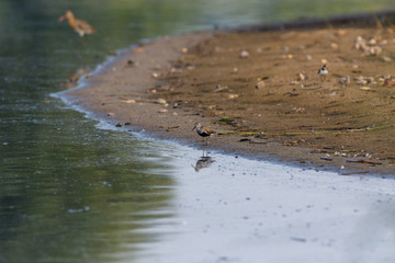 Dunlin (Calidris alpina)