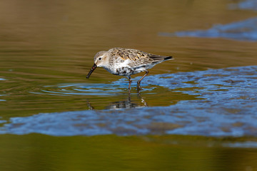 Dunlin (Calidris alpina)