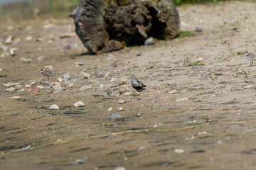 Dunlin (Calidris alpina)