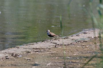 Dunlin (Calidris alpina)