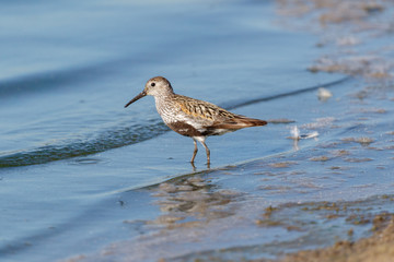 Obraz premium Dunlin (Calidris alpina)