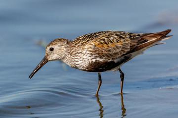 Dunlin (Calidris alpina)