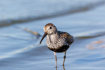Dunlin (Calidris alpina)