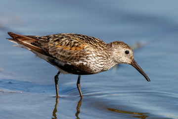 Dunlin (Calidris alpina)