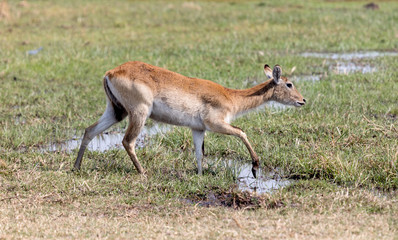 Waterbuck in Namibia