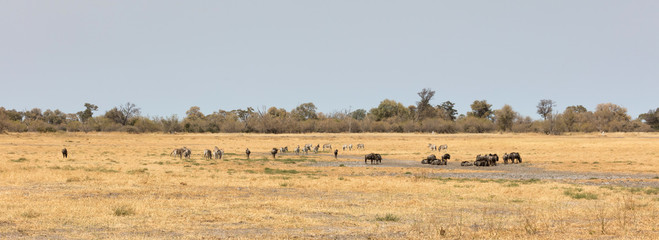 Obraz na płótnie Canvas Large group of different animals close to a waterhole