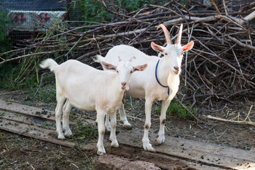 animal goat farm white mammal