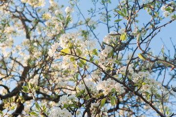 Branch of spring flowers on the tree