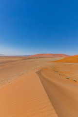 Fototapeta na wymiar Beautiful sand dunes, perfectly shaped, at dune 45, Namibia.