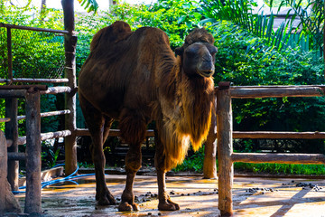 Camel in zoo. Camel portrait.